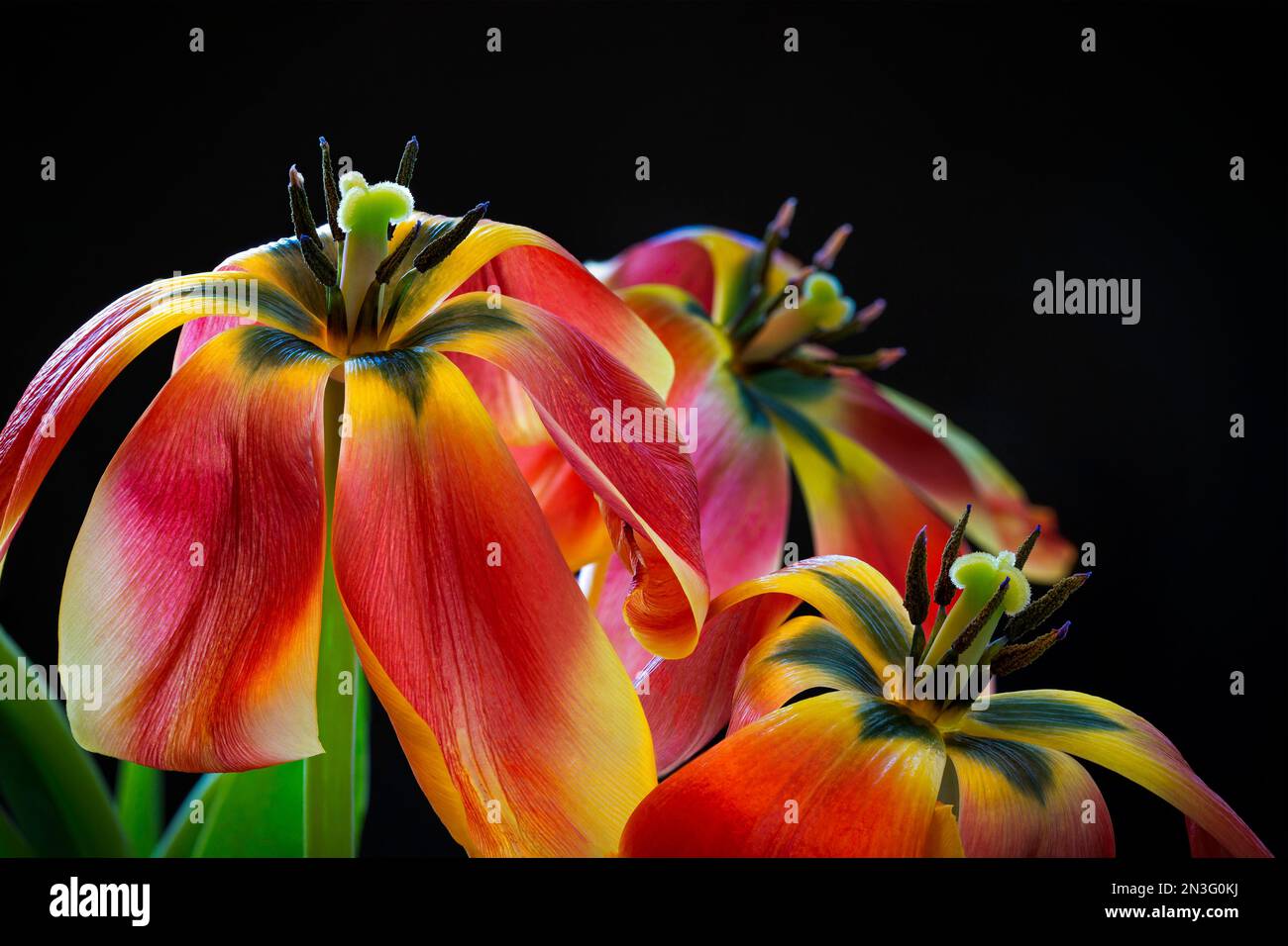 Nahaufnahme der Tulpenblätter, die vor schwarzem Hintergrund herabfallen; Studio Stockfoto