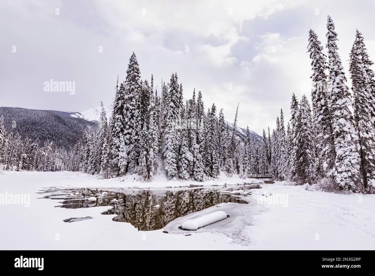 Im Winter fließt der Fluss mit offenem Wasser in der Nähe des Emerald Lake in den Rocky Mountains des Yoho National Park; British Columbia, Kanada Stockfoto