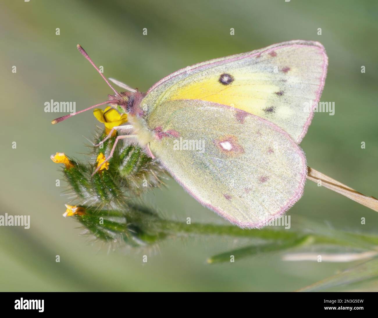 Orangenschwefel-Schmetterling, der sich von Blüten ernährt. Mt Diablo, Contra Costa County, Kalifornien. Stockfoto