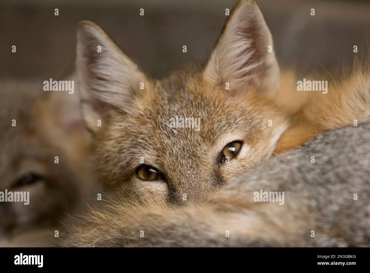 Nahaufnahme eines Swift Fox (Vulpes velox) in einem Zoo, der in die Kamera schaut; Omaha, Nebraska, Vereinigte Staaten von Amerika Stockfoto