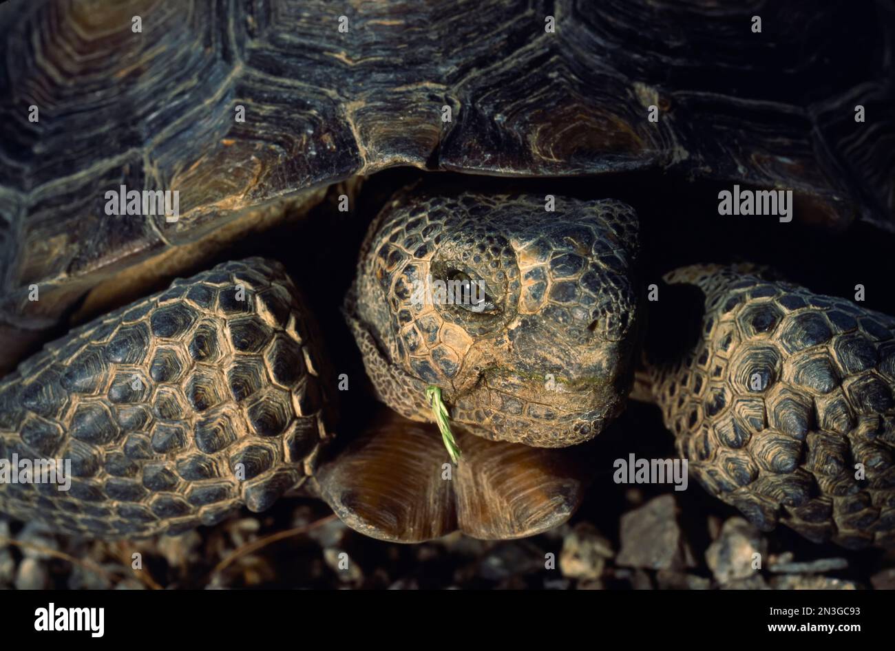 Die Zersplitterung des fragilen Lebensraums trägt zu den Leiden der einst harten Wüstenschildkröte (Gopherus agassizii) bei, die aus ihrer Schande gedrängt wird... Stockfoto