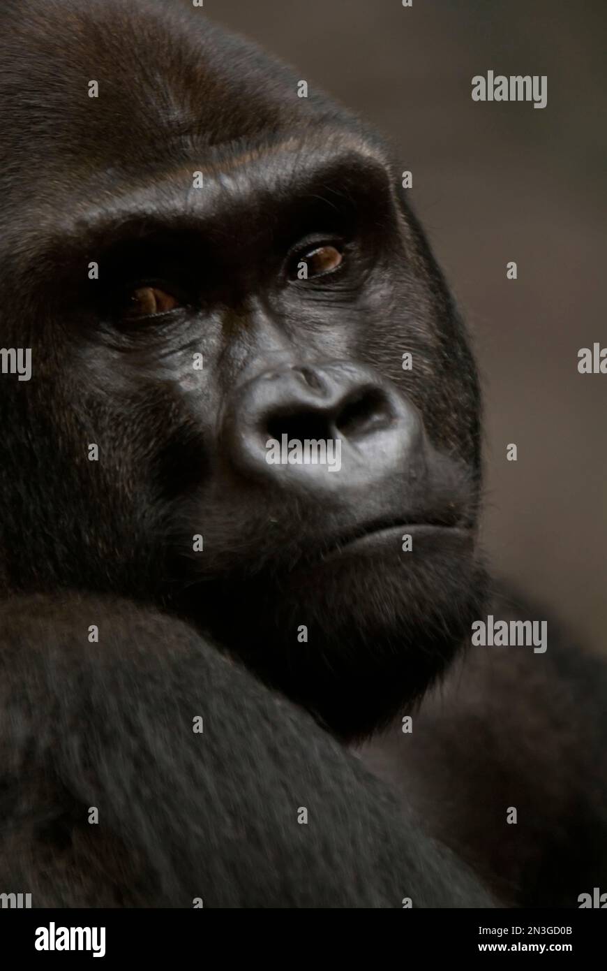 Westlicher Flachland-Gorilla (Gorilla-Gorilla) im Henry Doorly Zoo in Omaha; Omaha, Nebraska, Vereinigte Staaten von Amerika Stockfoto