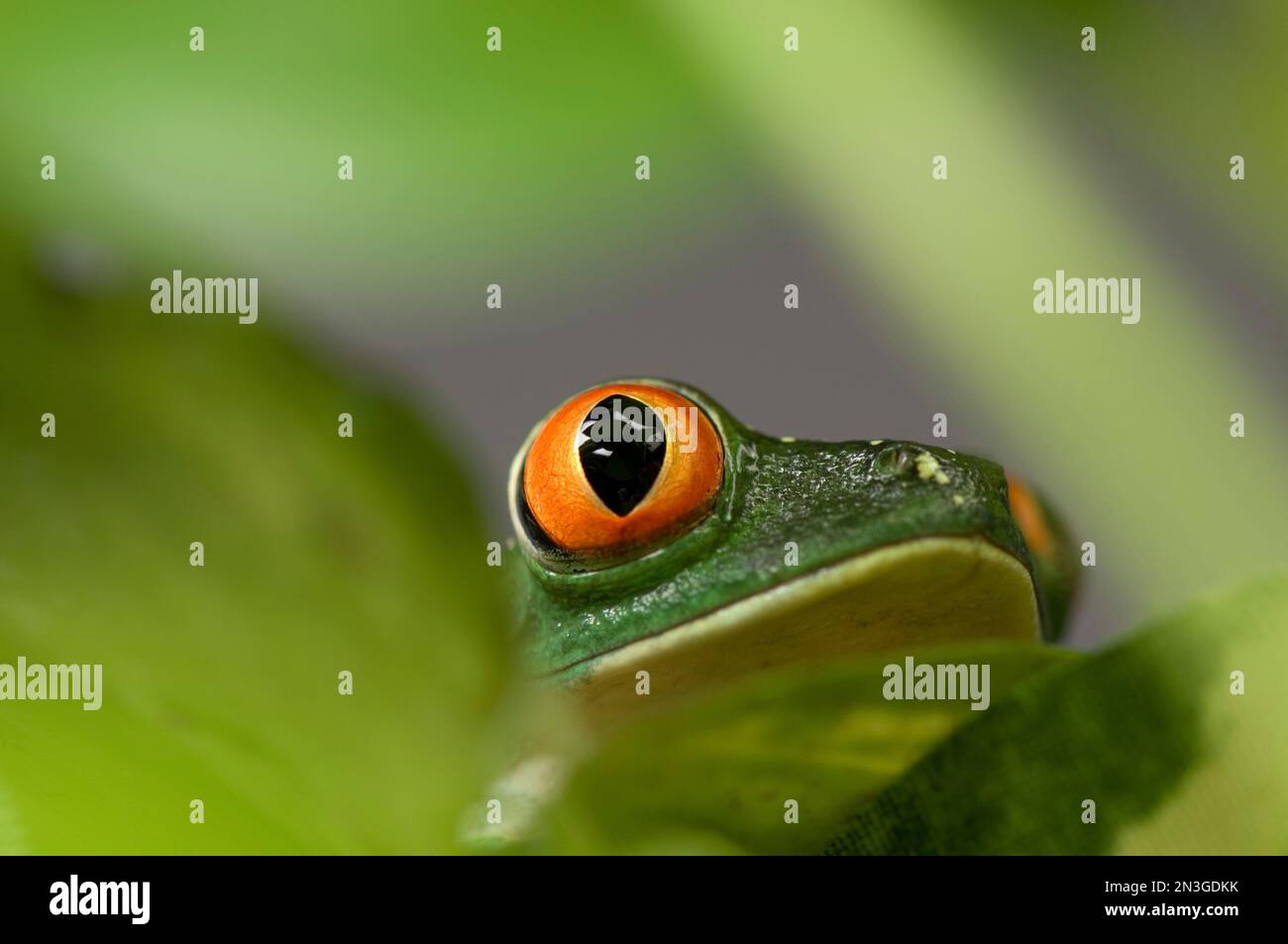 Nahaufnahme eines rothäugigen Baumfrosches (Agalychnis callidryas) im Sunset Zoo in Manhattan, Kansas, Vereinigte Staaten von Amerika Stockfoto