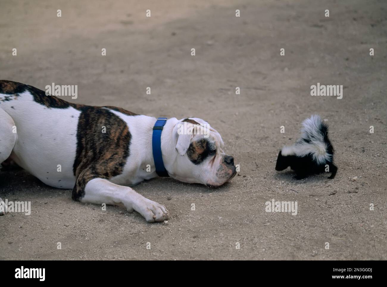 Bulldog und ein gestreiftes Stinktier (Mephitis mephitit) treffen sich Auge an Auge; Los Angeles, Kalifornien, USA Stockfoto