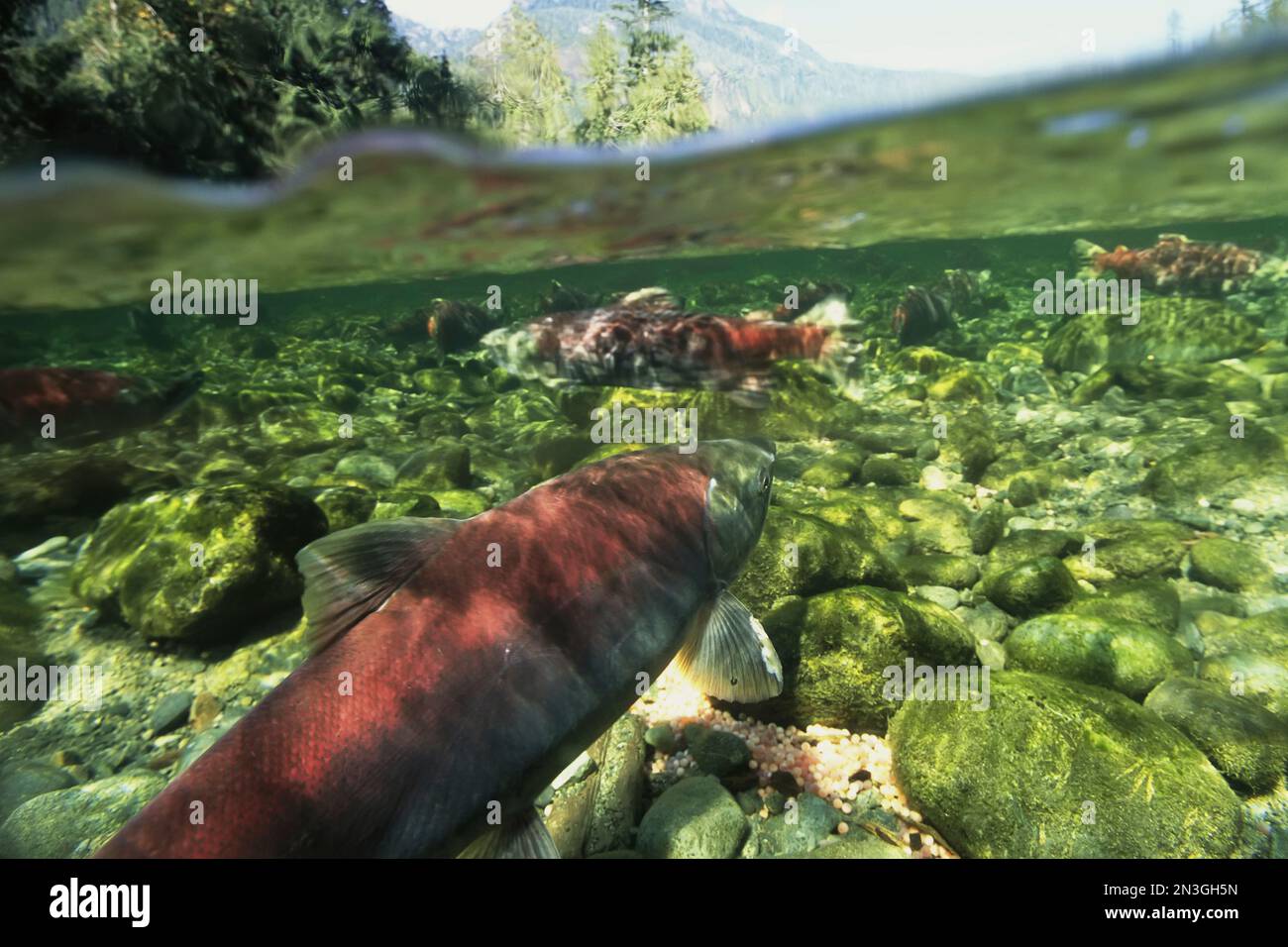 Lachs in einem flachen Bach, Clayoquot Sound, Vancouver Island; British Columbia, Kanada Stockfoto