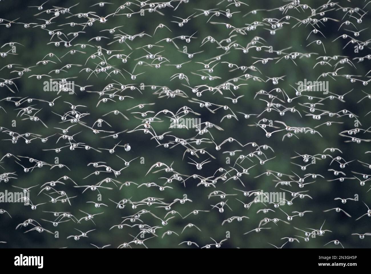 Herde westlicher Sandpfeifer (Calidris mauri) im Flug; Tofino, British Columbia, Kanada Stockfoto