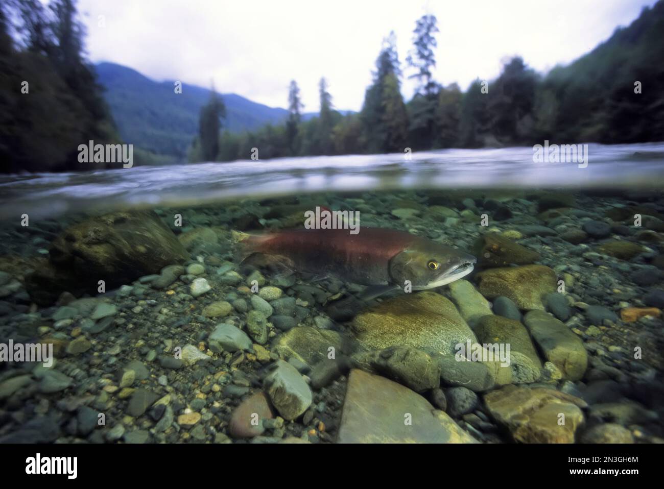 Lachse unter Wasser in einem flachen Bach, Clayoquot Sound, Vancouver Island; British Columbia, Kanada Stockfoto