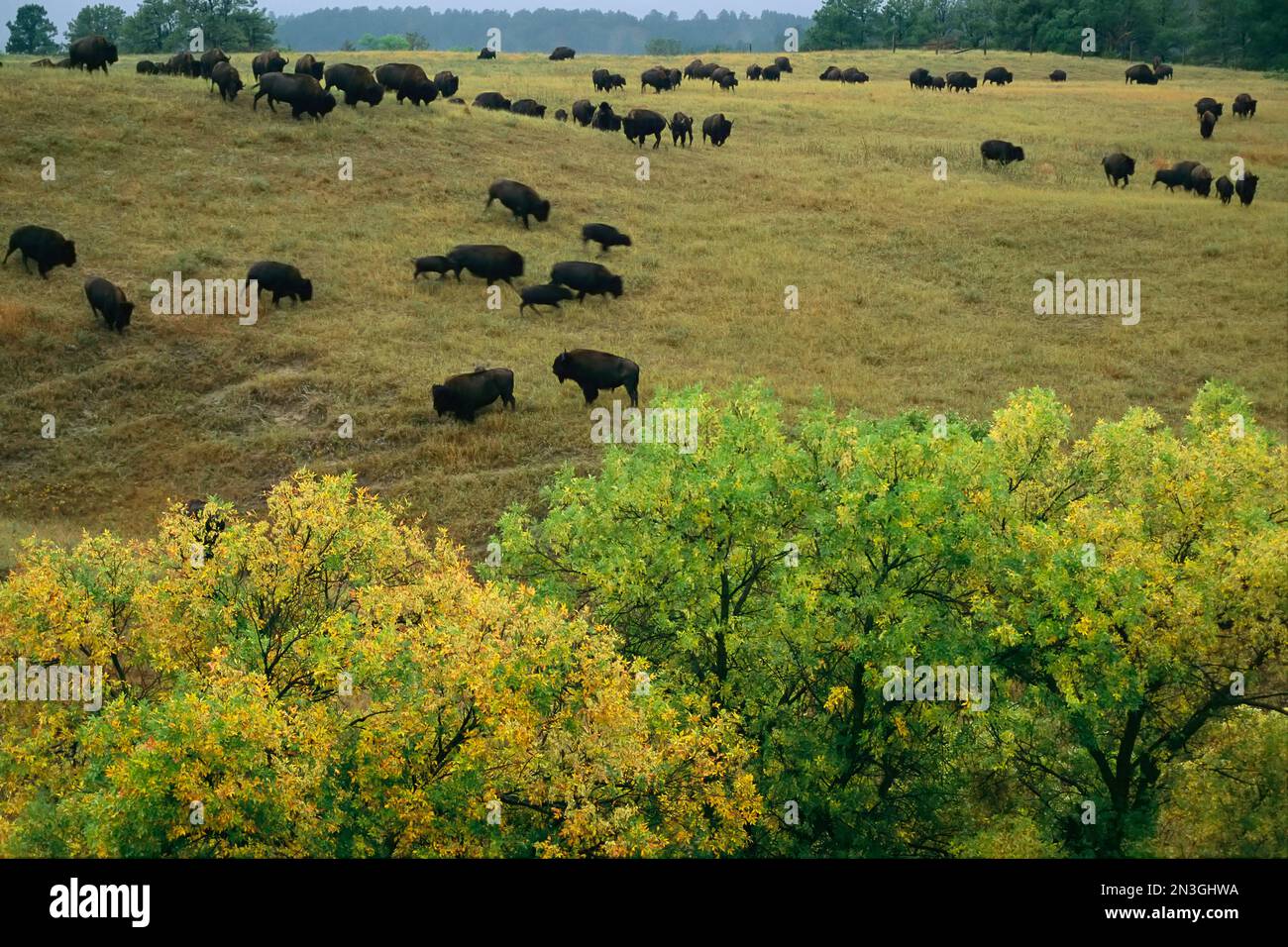 Im Fort Niobrara National Wildlife Refuge, Nebraska, USA, grasen amerikanische Bisons auf sanften Hügeln in der Nähe von Bäumen mit Herbstlaub Stockfoto