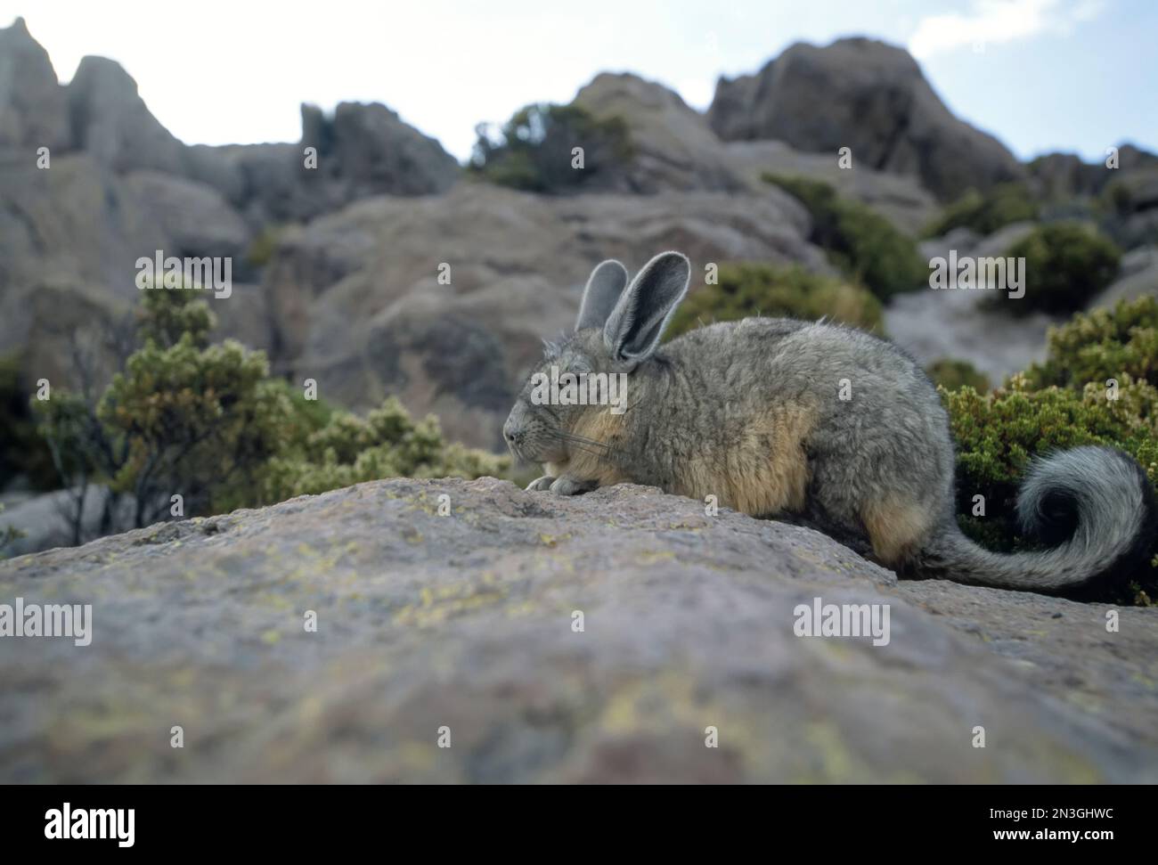 Eine pflanzliche Viscacha sitzt getarnt auf einem Felsen, geschwungen; Atacama-Wüste, Chile Stockfoto