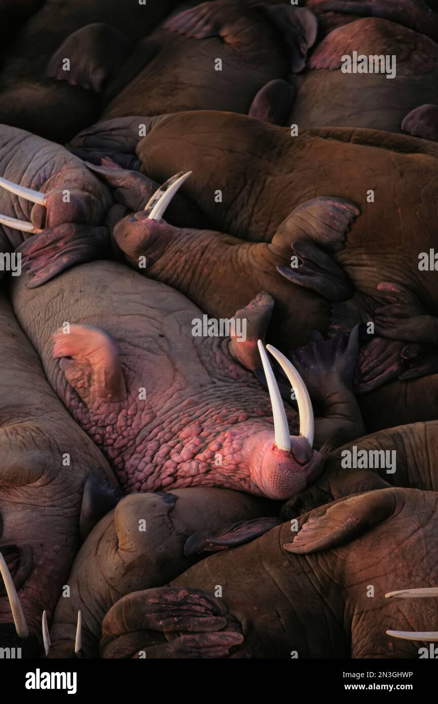 Eine Gruppe schlafender männlicher Walrosse (Odobenus rosmarus) an einem Abholort im Togiak National Wildlife Refuge, Alaska, USA Stockfoto