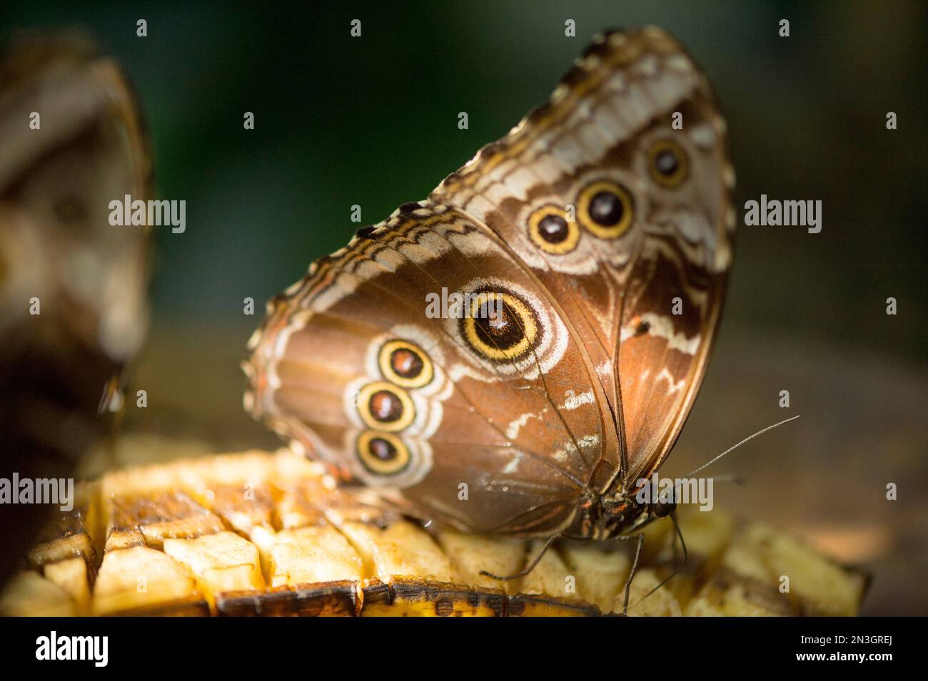 Peleides Blue Morpho Butterfly (Morpho peleides) im Butterfly Rainforest in einem Museum der Naturgeschichte Stockfoto