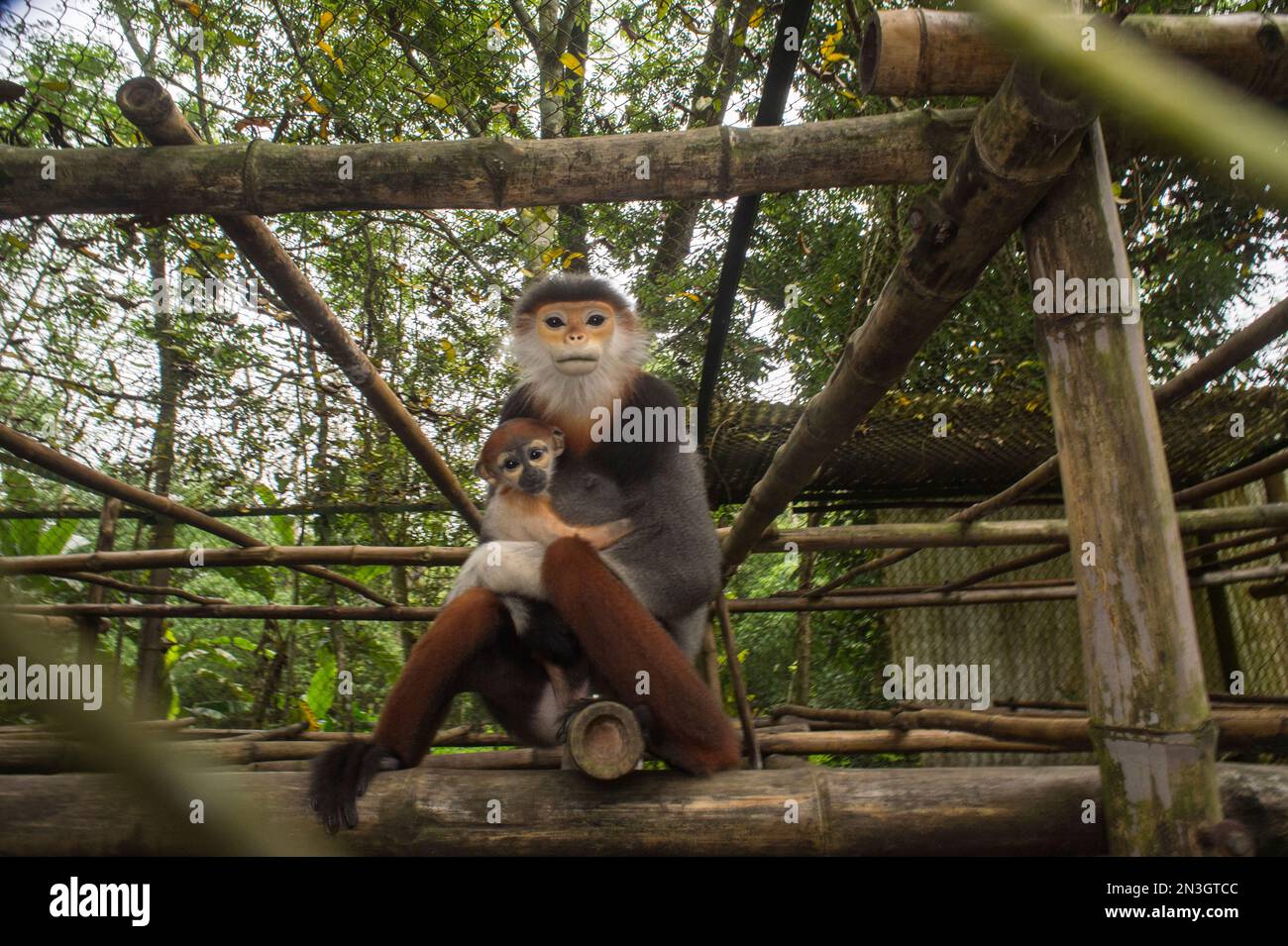 Die vom Aussterben bedrohte Rothaarige douc langur (Pygathrix nemaeus) hält ihr Kind im CUC Phuong-Nationalpark in Vietnam Stockfoto