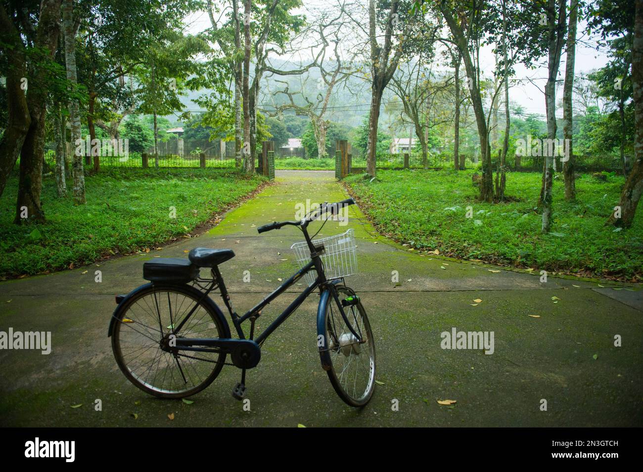 Ein Fahrrad steht auf einem moosbedeckten Bürgersteig in Vietnam im CUC Phuong Nationalpark; Vietnam Stockfoto