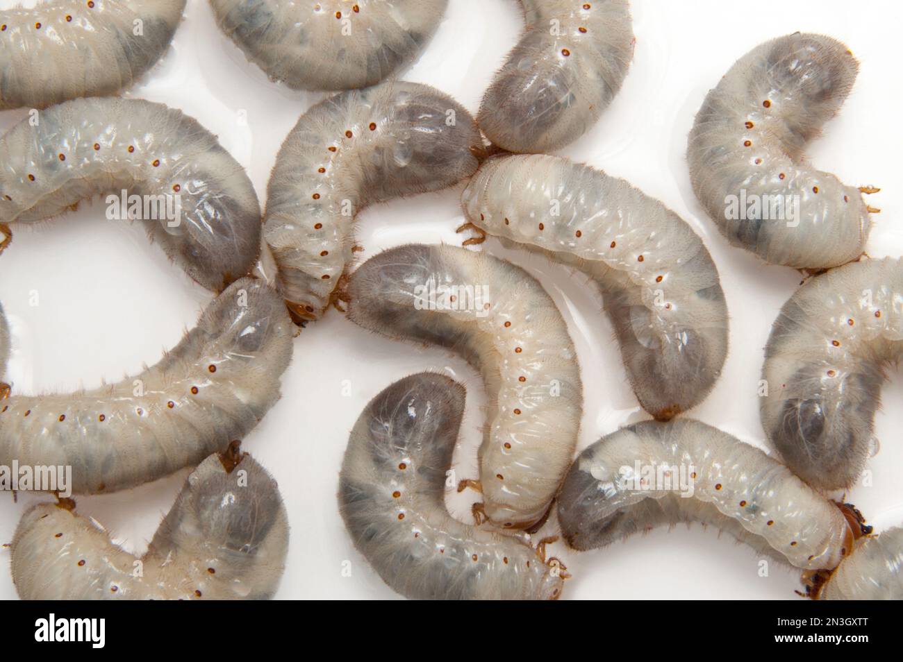 Juni-Käfer-Larven (Osmoderma subplanata) auf weißem Hintergrund; Studio Stockfoto