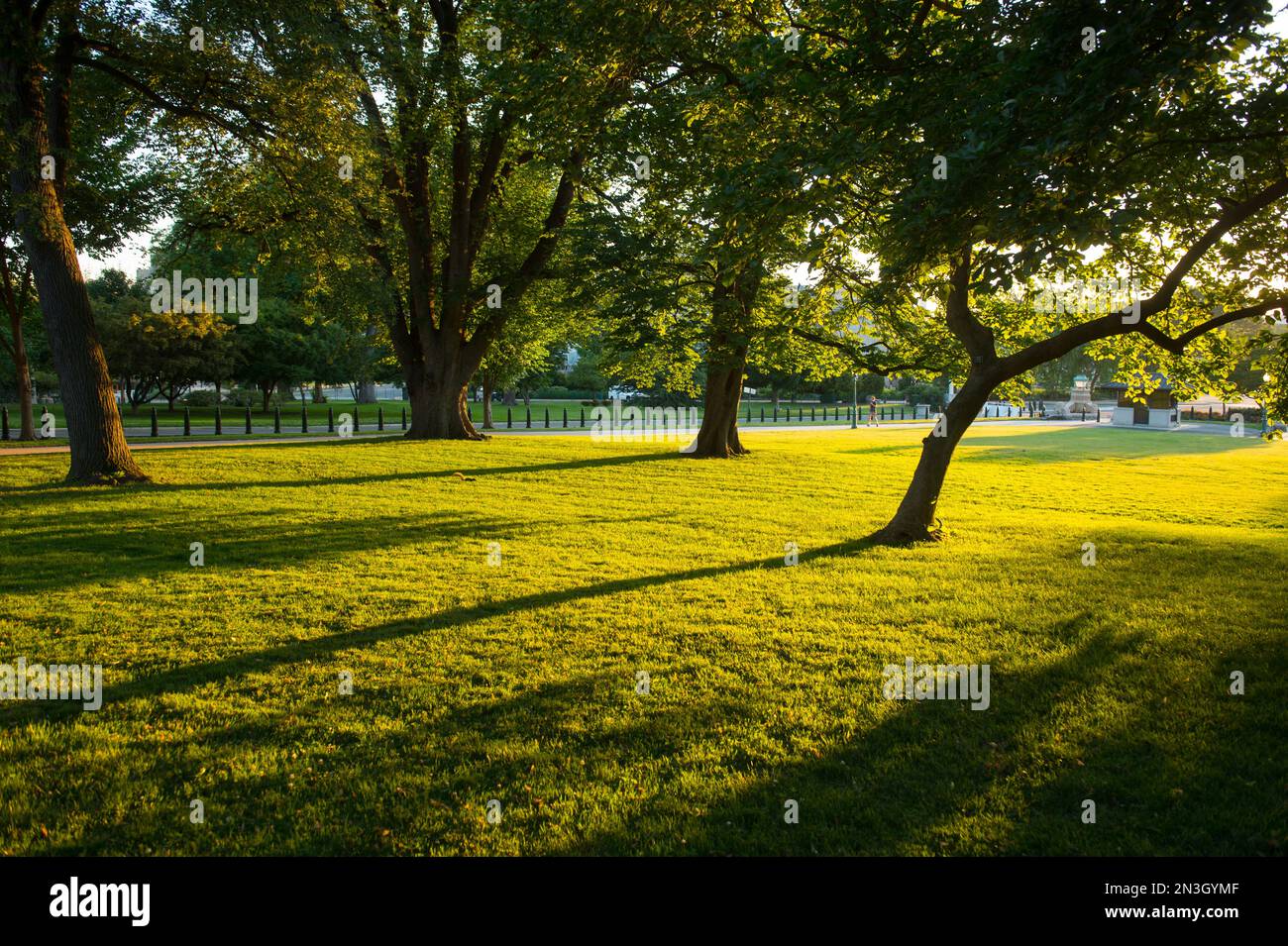 Licht am späten Nachmittag auf dem Gelände des Kapitolgebäudes der Vereinigten Staaten; Washington, District of Columbia, Vereinigte Staaten von Amerika Stockfoto