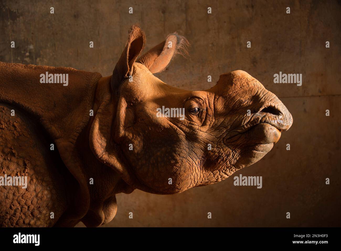 Porträt eines weiblichen indischen Nashorns (Rhinoceros unicornis) in einem Zoo; Oklahoma City, Oklahoma, Vereinigte Staaten von Amerika Stockfoto