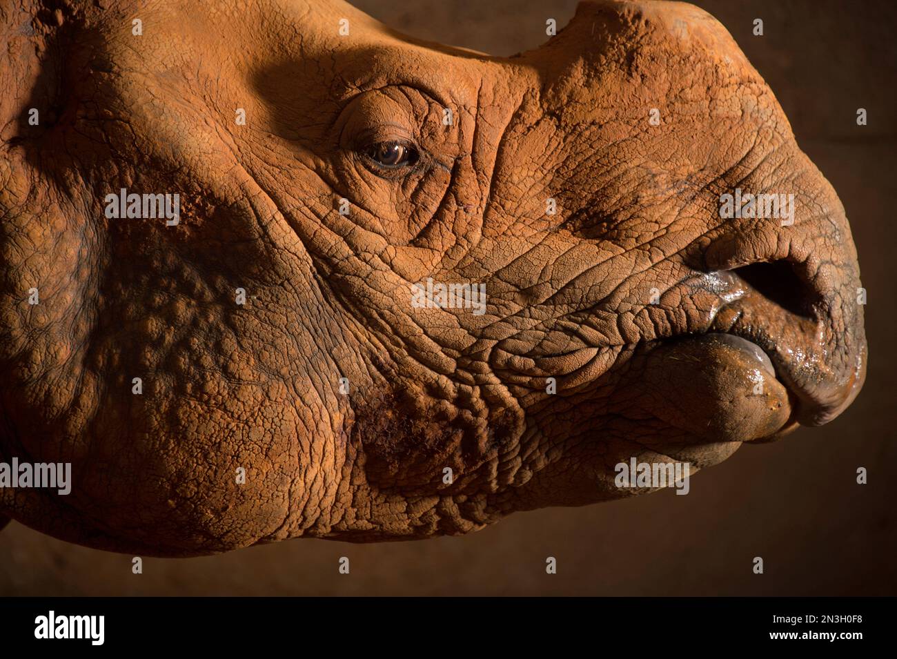 Porträt eines weiblichen indischen Nashorns (Rhinoceros unicornis) in einem Zoo; Oklahoma City, Oklahoma, Vereinigte Staaten von Amerika Stockfoto