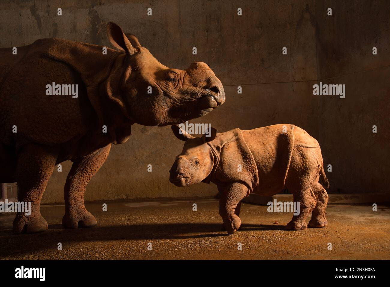 Porträt eines weiblichen indischen Nashorns (Rhinoceros unicornis) mit ihrem Kalb im Zoo; Oklahoma City, Oklahoma, Vereinigte Staaten von Amerika Stockfoto