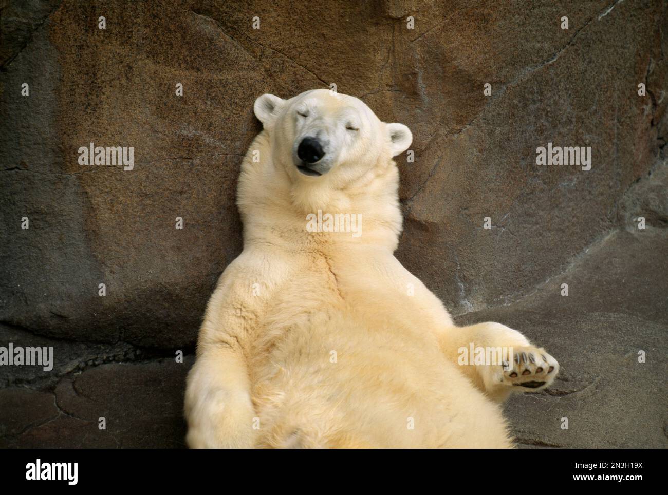 Eisbär (Ursus maritimus) schläft an einer Felsmauer in einem Zoo; Omaha, Nebraska, Vereinigte Staaten von Amerika Stockfoto