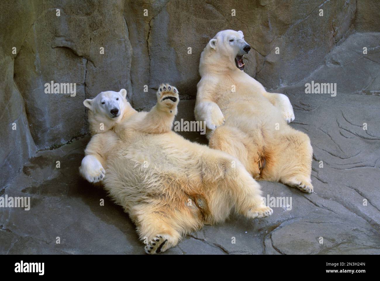 Faule Eisbären (Ursus maritimus) genießen ihren Tag im Zoo; Omaha, Nebraska, Vereinigte Staaten von Amerika Stockfoto
