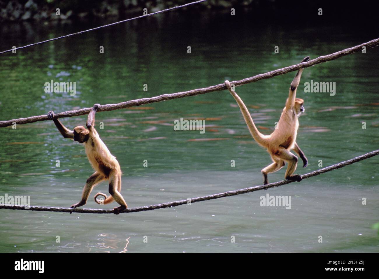 Zwei Spider-Affen, die in einem Zoo an Seilen über Wasser spielen; Omaha, Nebraska, Vereinigte Staaten von Amerika Stockfoto