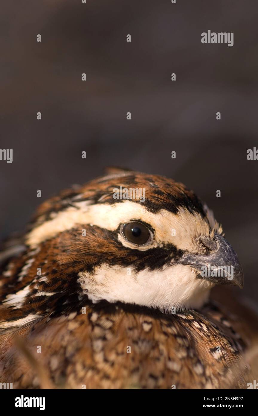 Nahaufnahme eines gefangenen männlichen Nordbobwhite-Wachtels (Colinus virginianus); Holland, Nebraska, Vereinigte Staaten von Amerika Stockfoto