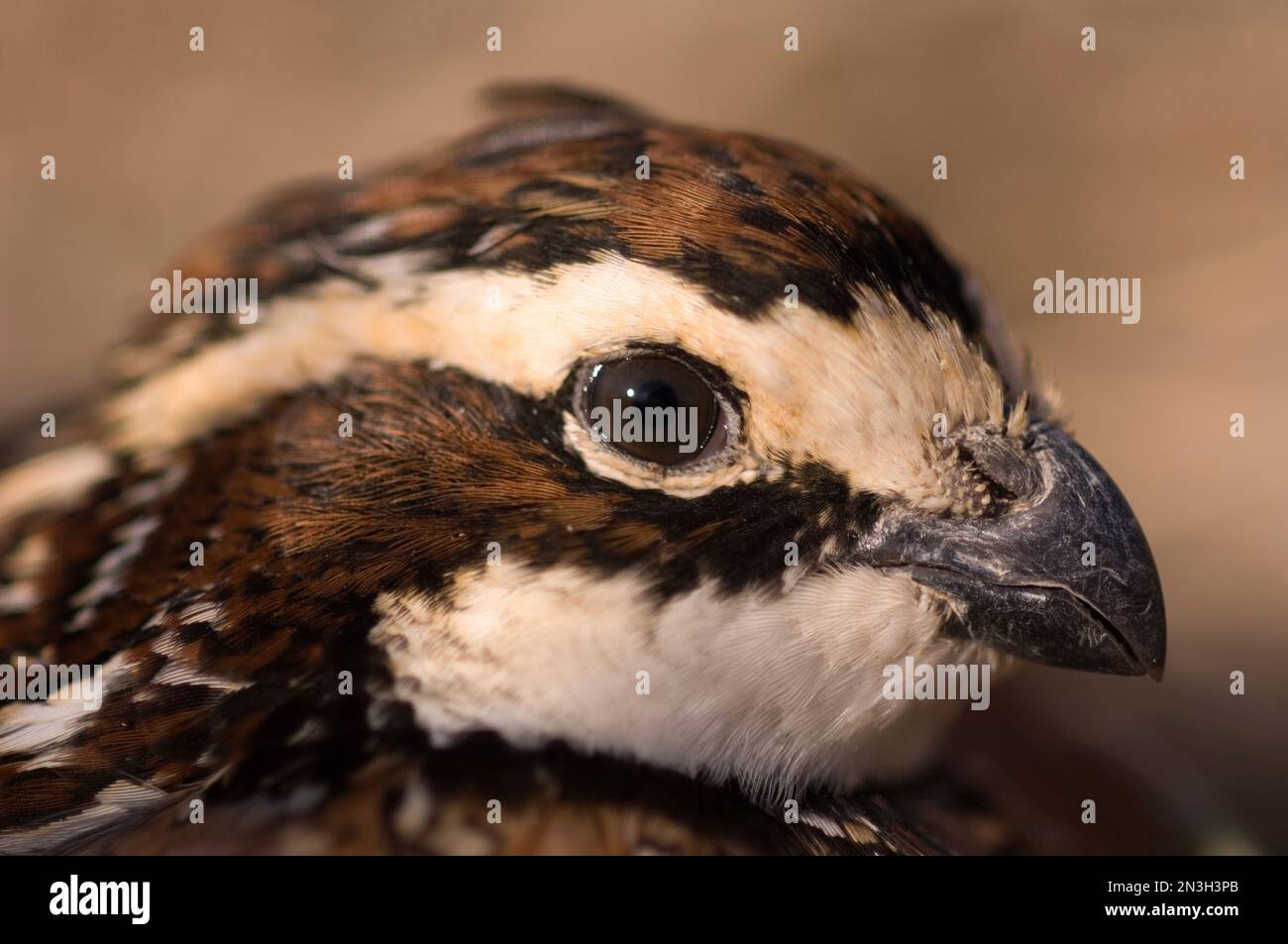 Nahaufnahme eines gefangenen männlichen Nordbobwhite-Wachtels (Colinus virginianus); Holland, Nebraska, Vereinigte Staaten von Amerika Stockfoto