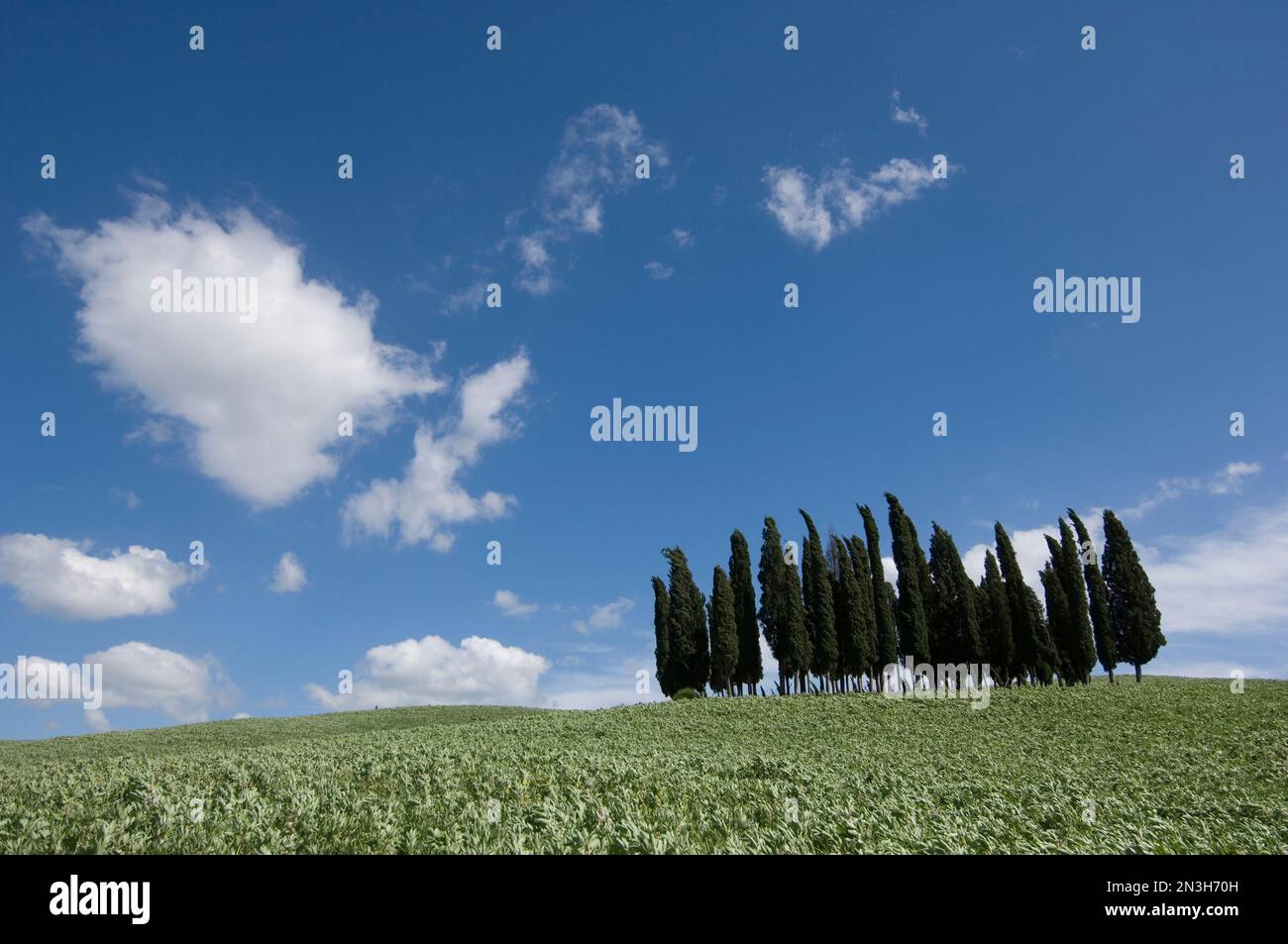 Zusammenlegung von Zypressen (Cupressaceae) in einem toskanischen Feld bei San Quirico; San Quirico, Toskana, Italien Stockfoto