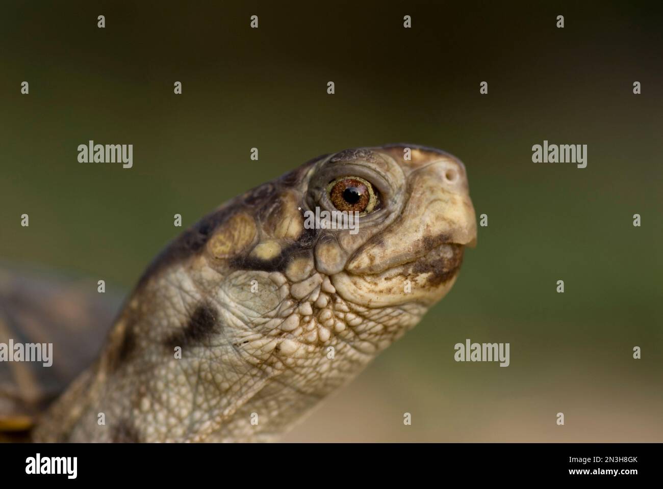 Porträt einer kunstvoll verzierten Schildkröte (Terrapene ornata ornata) auf einer Schweinefarm in Kansas, USA; Greenleaf, Kansas, Vereinigte Staaten von Amerika Stockfoto