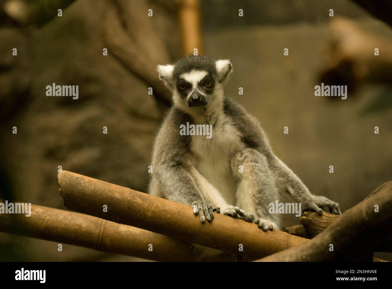 Porträt eines Ringschwanzlemurus (Lemur catta) in einem Zoobereich; Omaha, Nebraska, Vereinigte Staaten von Amerika Stockfoto