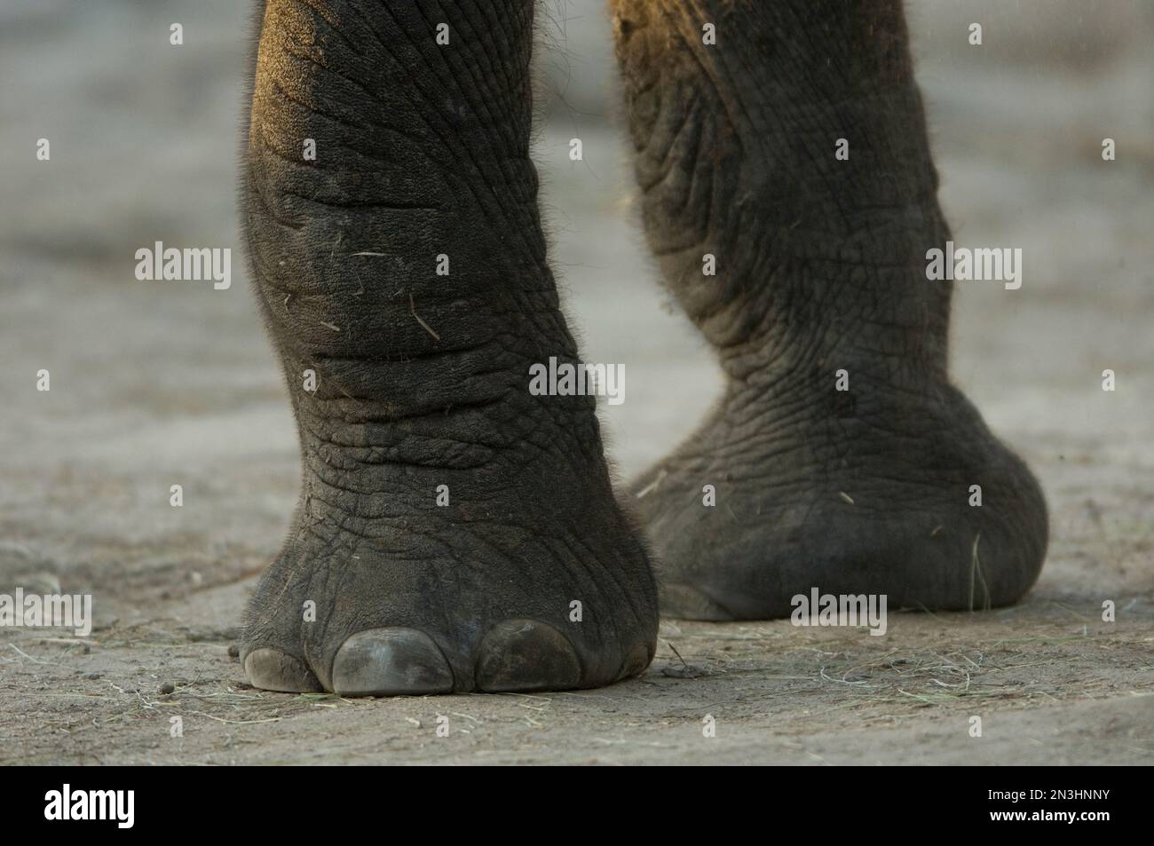 Nahaufnahme der Füße eines afrikanischen Elefanten (Loxodonta africana) in einem Zoo; Wichita, Kansas, Vereinigte Staaten von Amerika Stockfoto