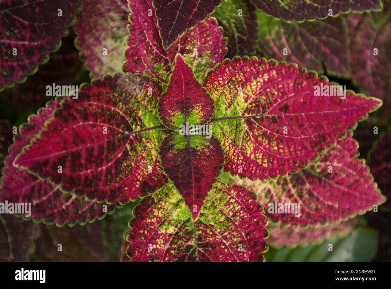 Nahaufnahme einer blühenden Coleus-Pflanze mit roten und grünen Blättern; Lincoln, Nebraska, Vereinigte Staaten von Amerika Stockfoto
