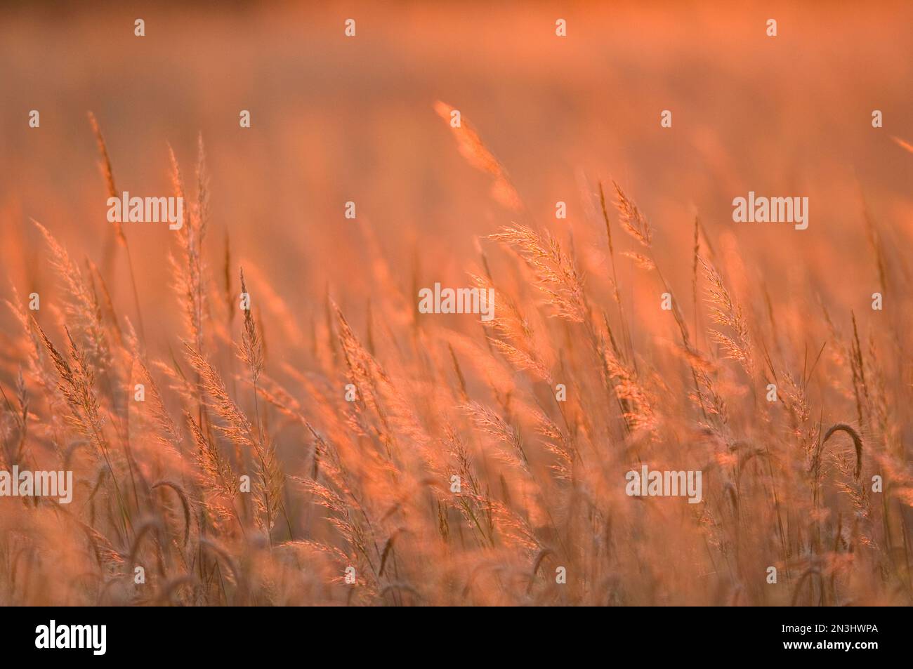 Die untergehende Sonne fängt Präriegräser in der Dämmerung; Walton, Nebraska, Vereinigte Staaten von Amerika Stockfoto