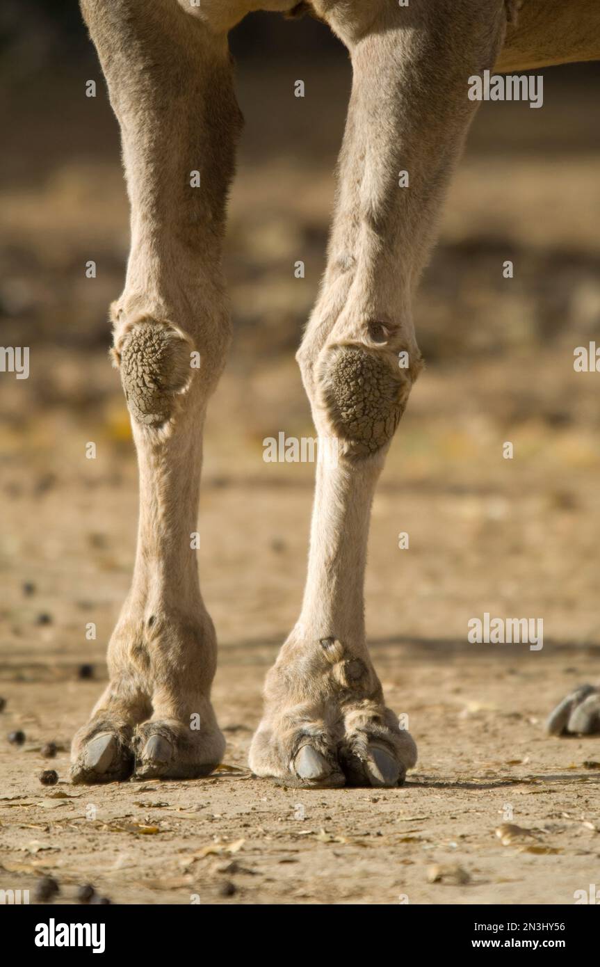 Nahaufnahme der Beine und Füße eines Dromedary Kamels (Camelus dromedarius) in einem Zoo; Denver, Colorado, Vereinigte Staaten von Amerika Stockfoto