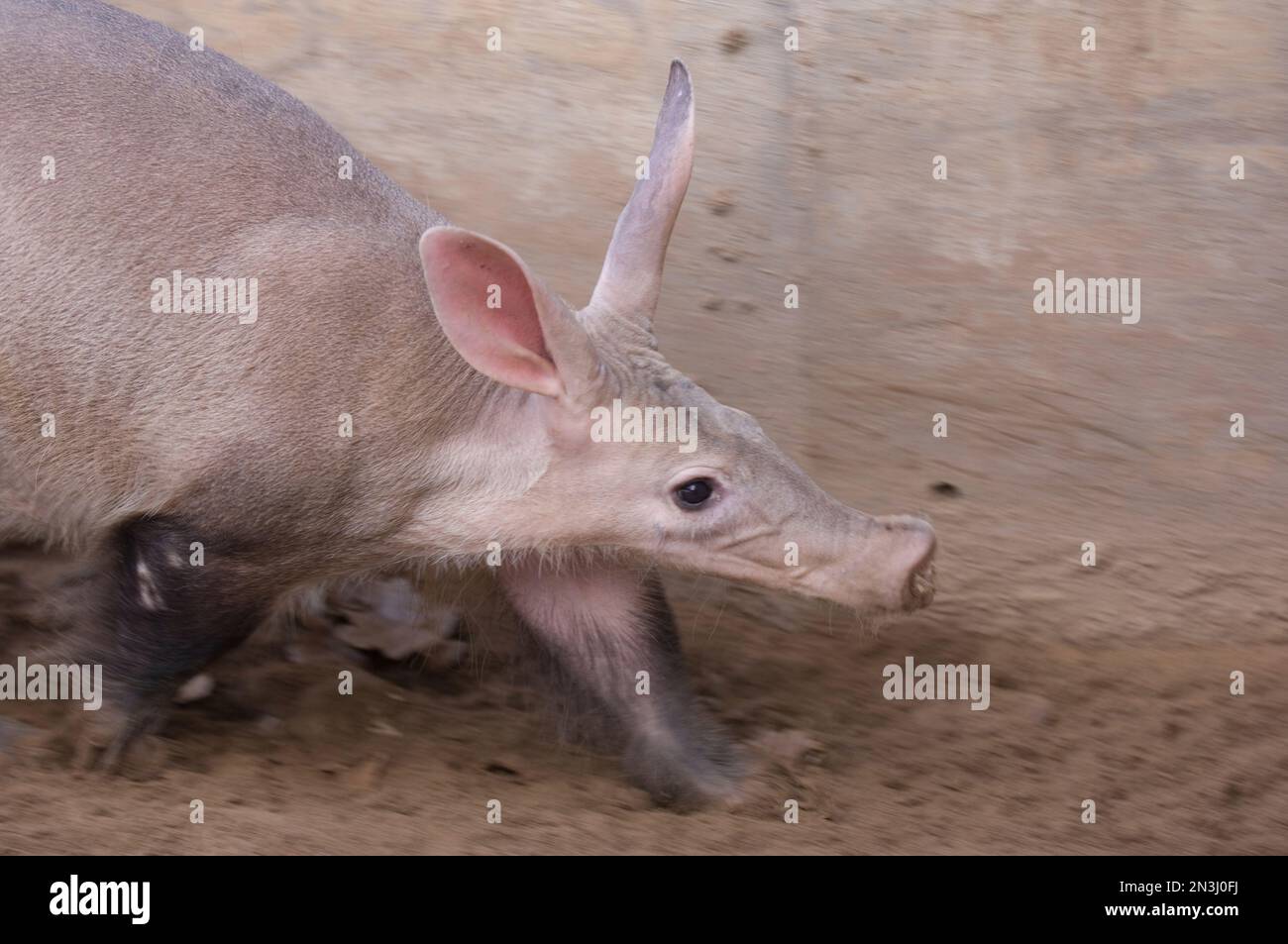 Aardvark (Orycteropus Afer) in Bewegung in einem Zoobereich; Salina, Kansas, Vereinigte Staaten von Amerika Stockfoto