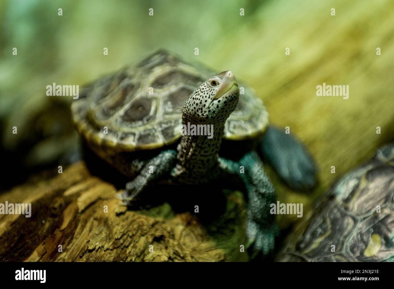 Porträt einer Alabama-Schildkröte (Graptemys pulchra) in einem Zoo; Denver, Colorado, Vereinigte Staaten von Amerika Stockfoto