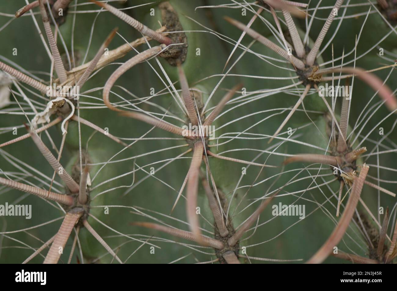 Nahaufnahme eines Fishhook Barrel Cactus (Ferocactus wislizenii) in einem Zoo; Omaha, Nebraska, Vereinigte Staaten von Amerika Stockfoto