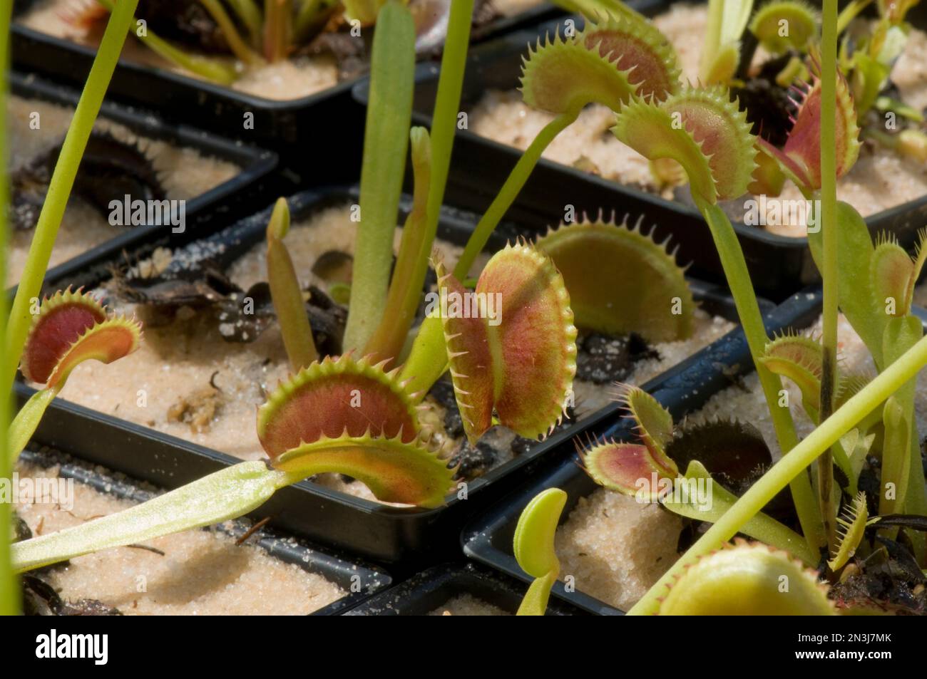 Venus-Fliegenfallen (Dionaea muscipula) beim Verzehr von Insekten; Atlanta, Georgia, Vereinigte Staaten von Amerika Stockfoto