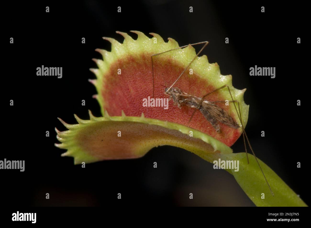 Nahaufnahme einer Venus-Fliegenfalle (Dionaea muscipula) beim Verzehr eines Insekts; Atlanta, Georgia, Vereinigte Staaten von Amerika Stockfoto