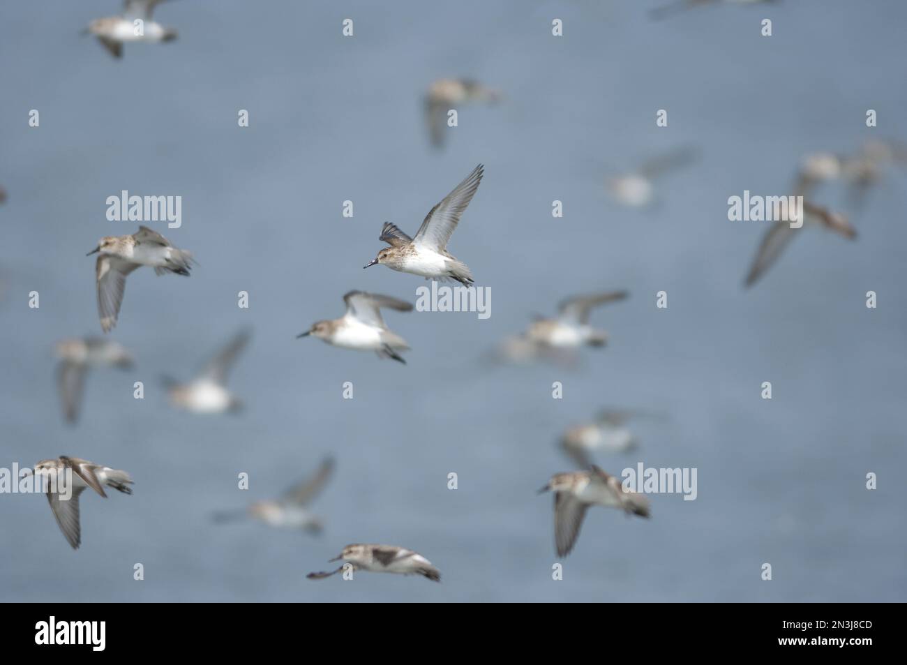Schar halbpalmierter Sandpipers (Calidris pusilla) im Flug; Money Island, New Jersey, Vereinigte Staaten von Amerika Stockfoto