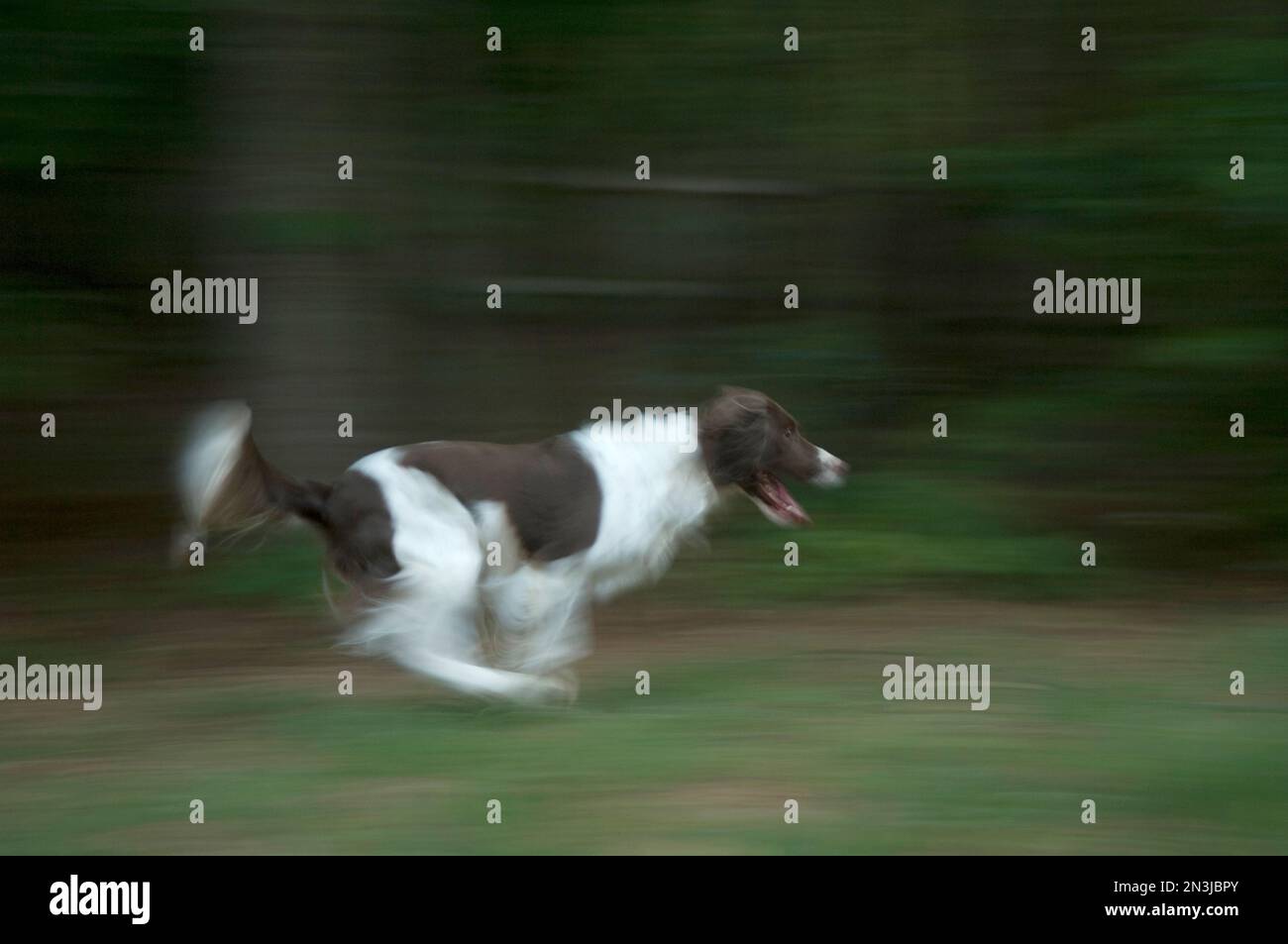 Bewegungsunschärfe eines englischen springer-Spaniel, der im Gras spielt; Marietta, Georgia, Vereinigte Staaten von Amerika Stockfoto