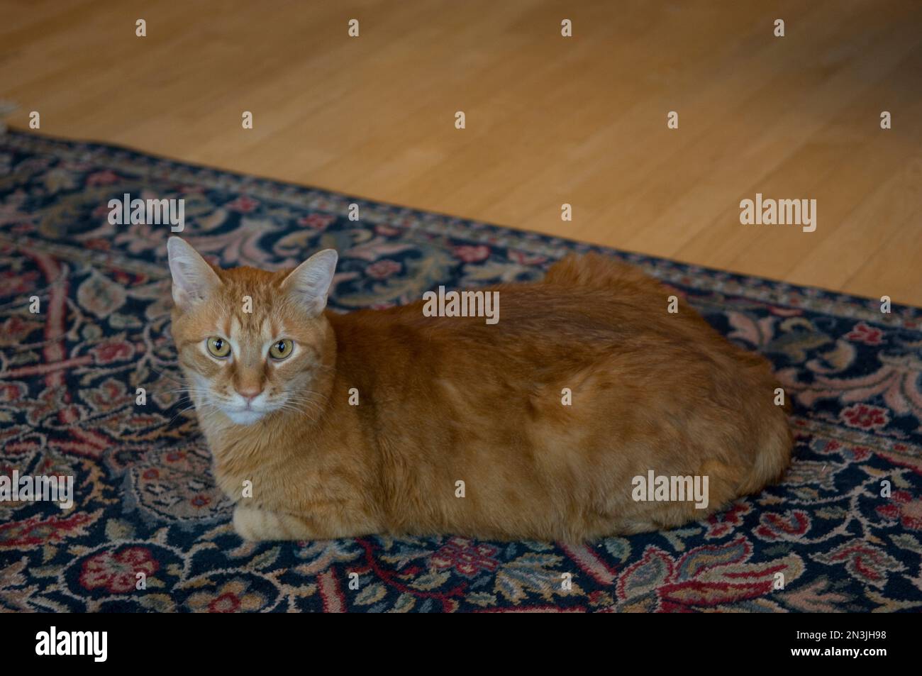 Hauskatze, die zu Hause auf einem farbenfrohen Teppich lag; Lincoln, Nebraska, Vereinigte Staaten von Amerika Stockfoto