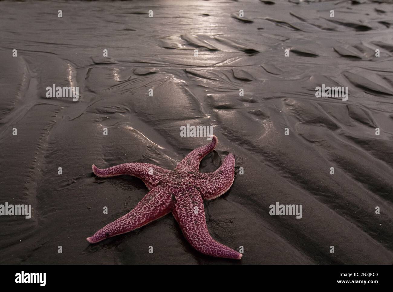 Seesterne an einem Sandstrand; Nunivak Island, Alaska, Vereinigte Staaten von Amerika Stockfoto