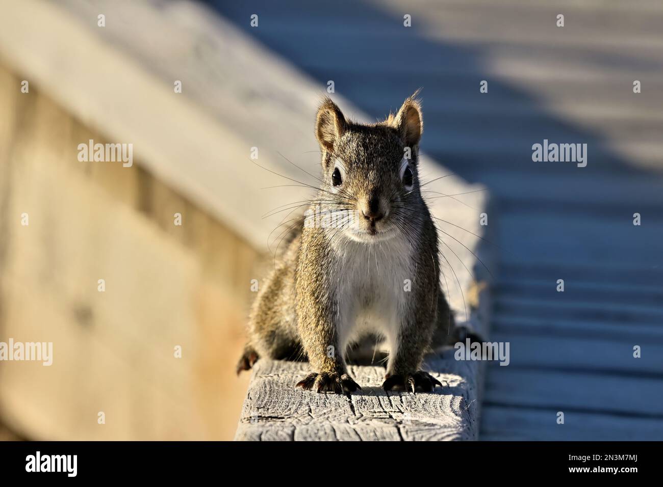 Ein rotes Eichhörnchen „Tamiasciurus hudsonicus“, das auf der Holzpromenade in Hinton, Alberta, Kanada, läuft Stockfoto