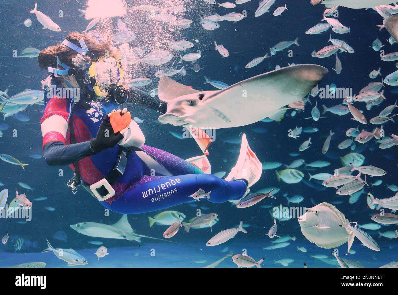 Tokio, Japan. 8. Februar 2023. Eine Taucherin füttert einen herzförmigen Tintenfisch an einen Rochen bei einer Vorschau der Fütterungsveranstaltung vor dem Valentinstag im Sunshine Aquarium in Tokio am Mittwoch, den 8. Februar 2023. Am 13. Und 14. Februar findet im Aquarium eine Fütterungsveranstaltung statt. Kredit: Yoshio Tsunoda/AFLO/Alamy Live News Stockfoto