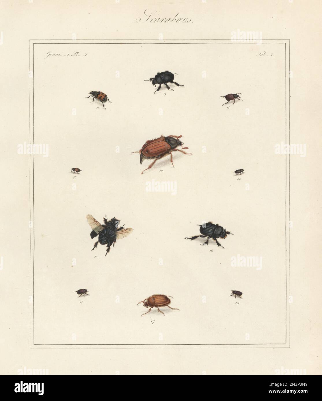 Spring Dumbledor, Trypocopris vernalis 9, Bienenkäfer, Trichius fasciatus 10, Hoplia philanthus subsp. philanthus 11, Cockchafer maybeetle, Melolontha melolontha 12, Bodilopsis sordidus 13, Agrilinus ater 14, Horned Mistkäfer, Copris lunaris 15, 16, Summer Chafer, Amphimallon solstitiale 17, Und N.S., männlich und weiblich 18, 19. Handfarbene Kupferplatte mit Gravur von Thomas Martyns dem englischen Entomologen, der alle koleopterösen Insekten aus England ausstellt, Akademie für Illustration und Malen der Naturgeschichte, London, 1792. Stockfoto
