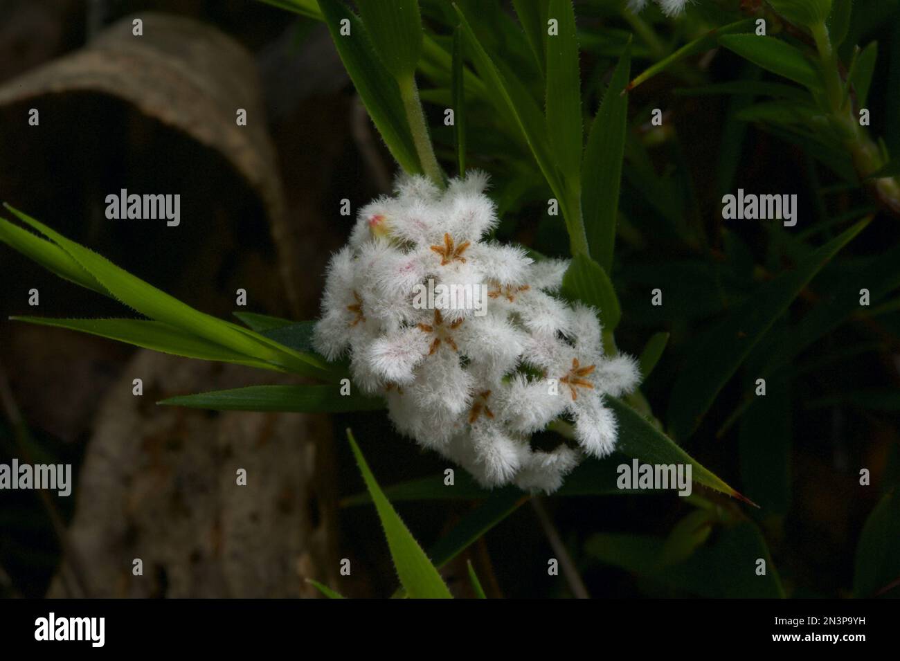 Schlanke Reisblume (Pimelea Linifolia) sieht so aus, als sollte sie Woolly-Reisblume (Pimelea Octophylla) heißen, die Blüten sind so flauschig! Stockfoto