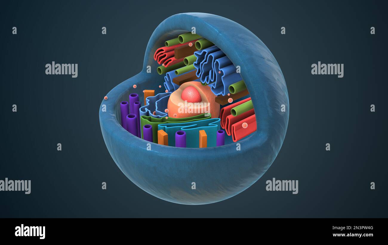 Die innere Struktur einer tierischen Zelle Stockfoto