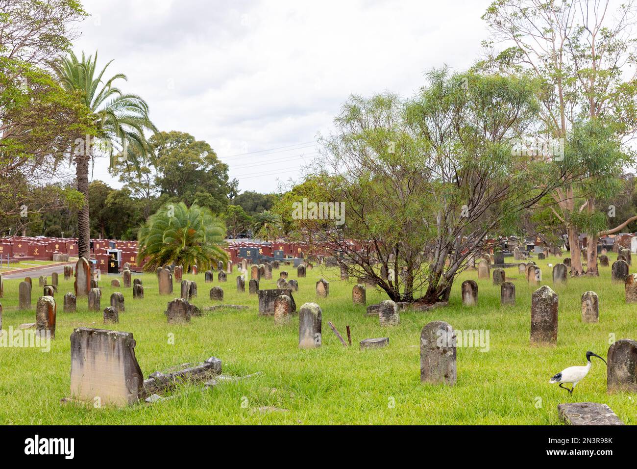 Sydney Australien, Rookwood Cemetery in Strathfield Lidcombe, Rookwood Nekropole Sommer 2023 Stockfoto