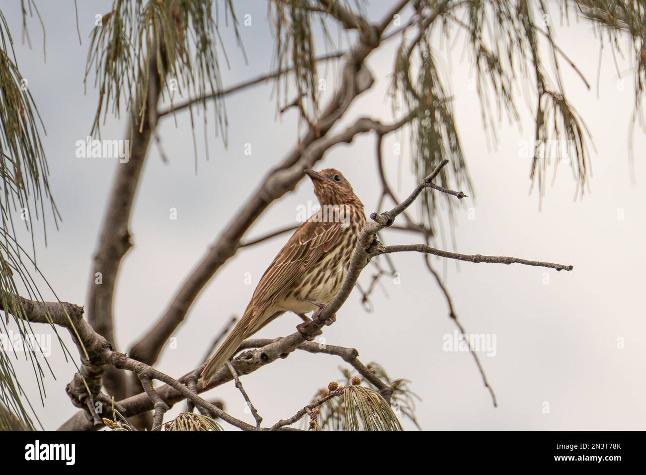 Eine Nahaufnahme einer Timor-Figur (Sphecotheres viridis) auf dem Ast eines Baumes Stockfoto